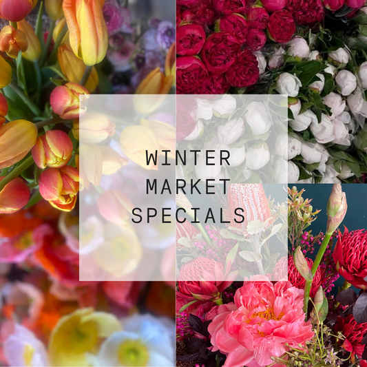 Market Flower Specials - Winter Blooms from $65