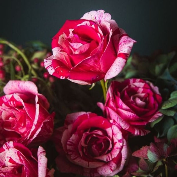 Stunning striped red roses and premium hydrangea display.