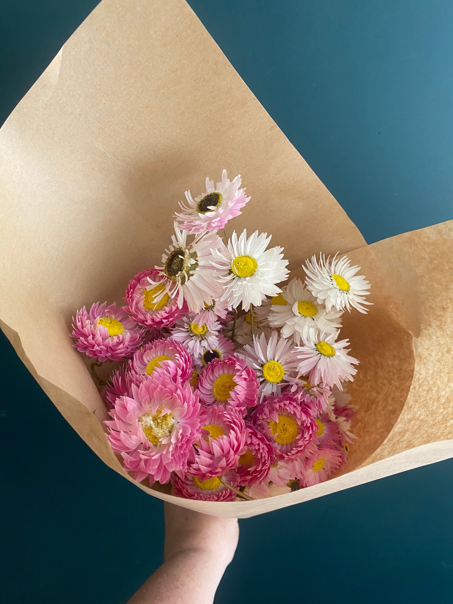 Bunch of dried pink native daisies in kraft paper