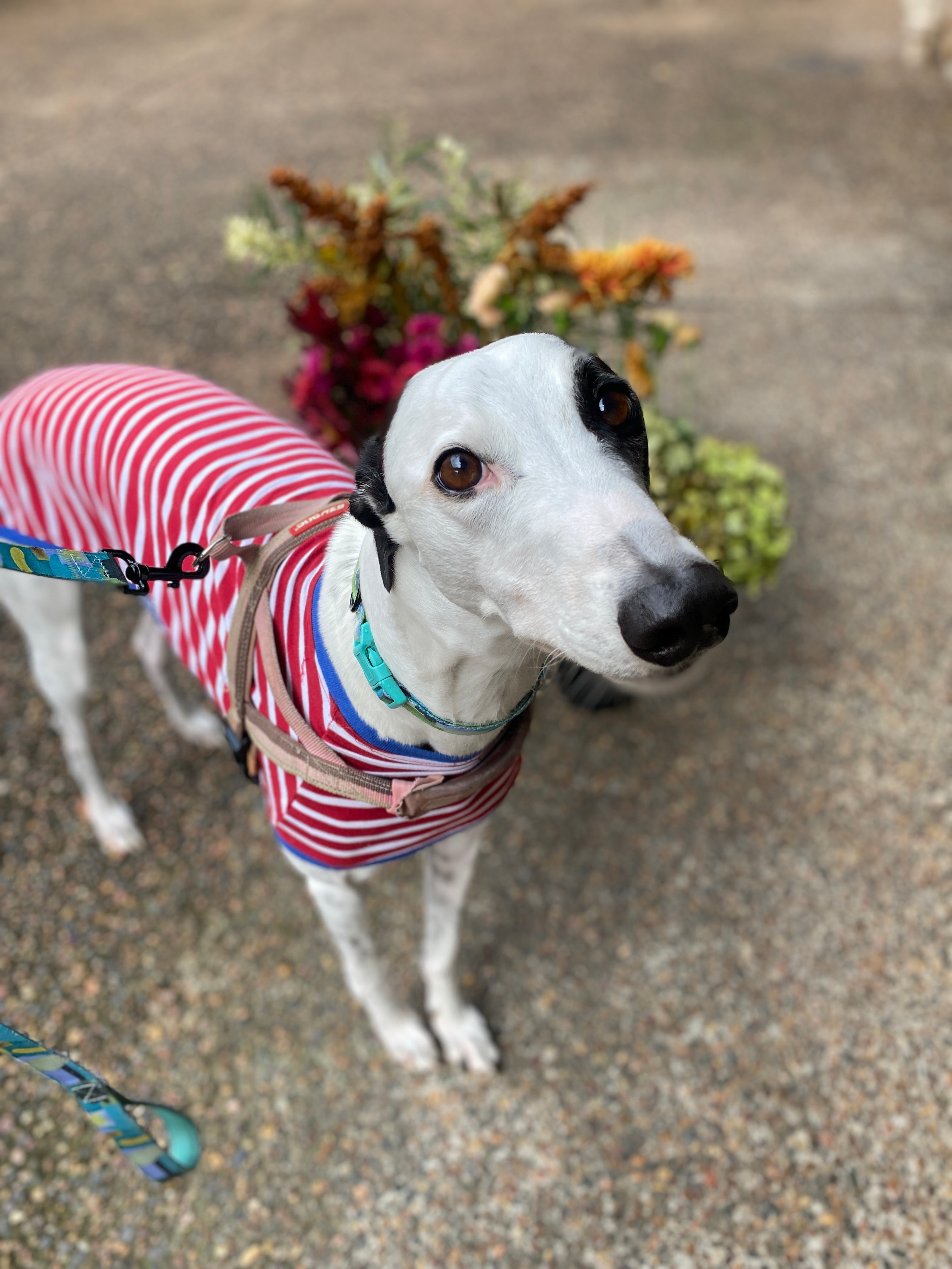 Betty White the delivery greyhound