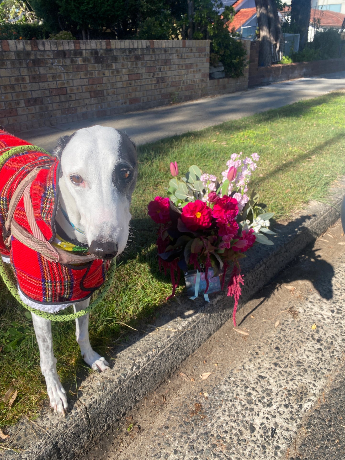Betty White the greyhound delivering a bouquet in the inner west.
