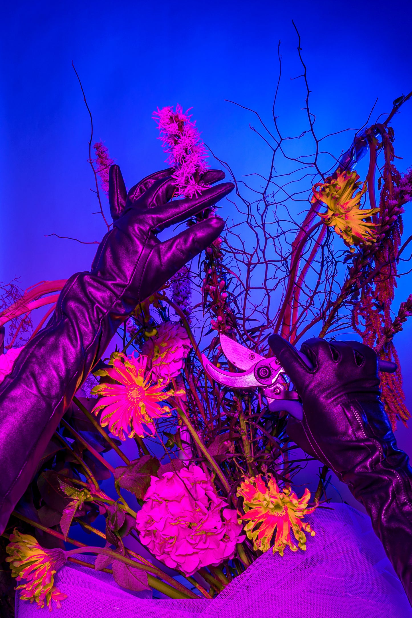 Latex gloved hands dips into a neon gardenscape with a bright blue background. A collaboration between photographer Lexy Potts and Bold Botanicals.