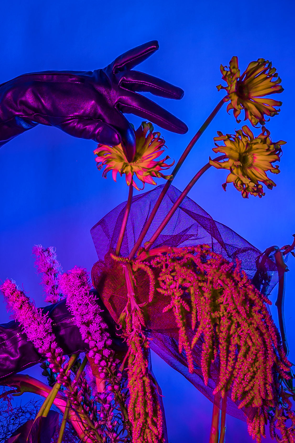 Latex gloved hands dips into a neon gardenscape with a bright blue background. A collaboration between photographer Lexy Potts and Bold Botanicals.