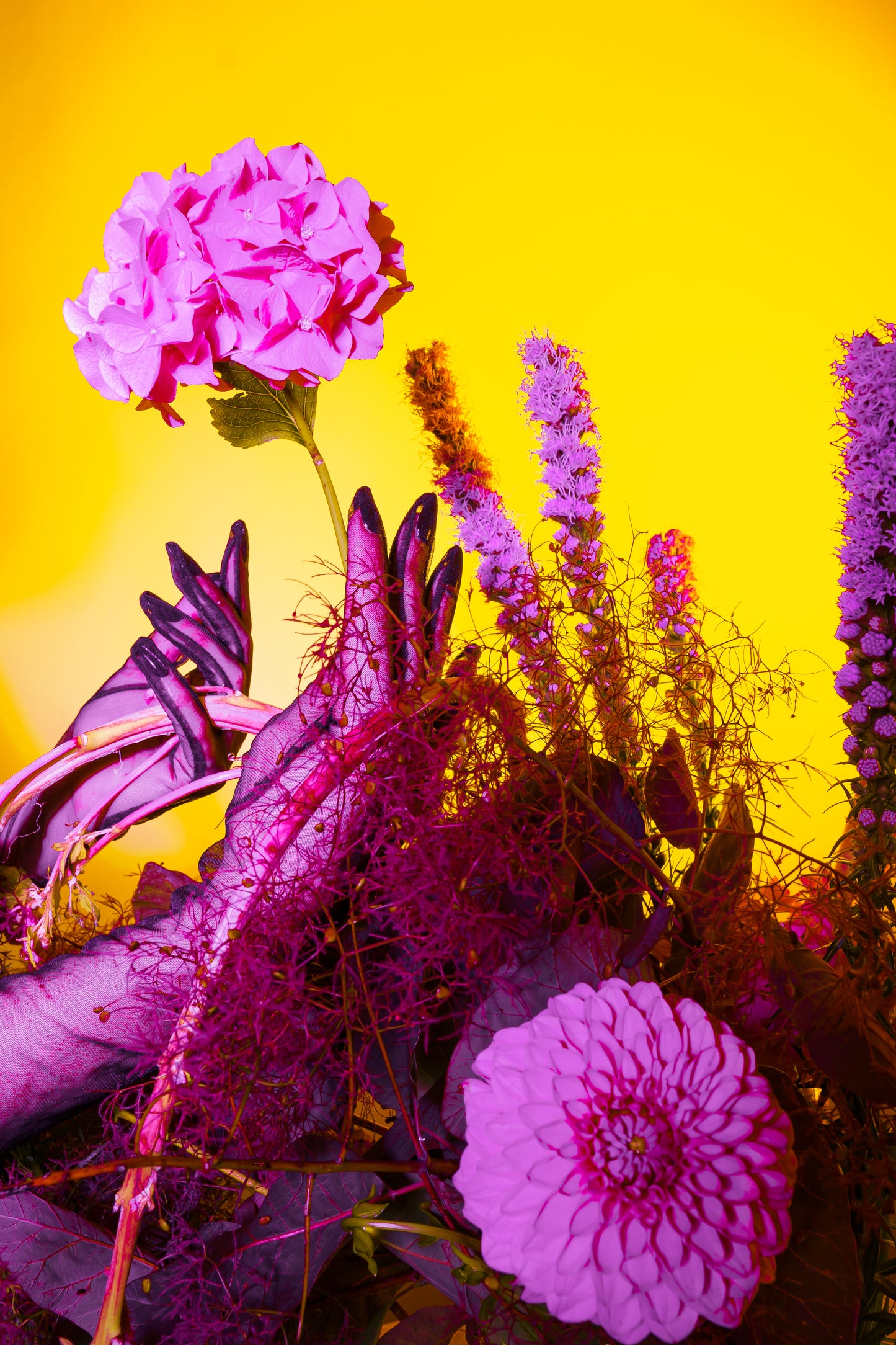 Latex gloved hands dips into a neon gardenscape with a bright yellow background. A collaboration between photographer Lexy Potts and Bold Botanicals.