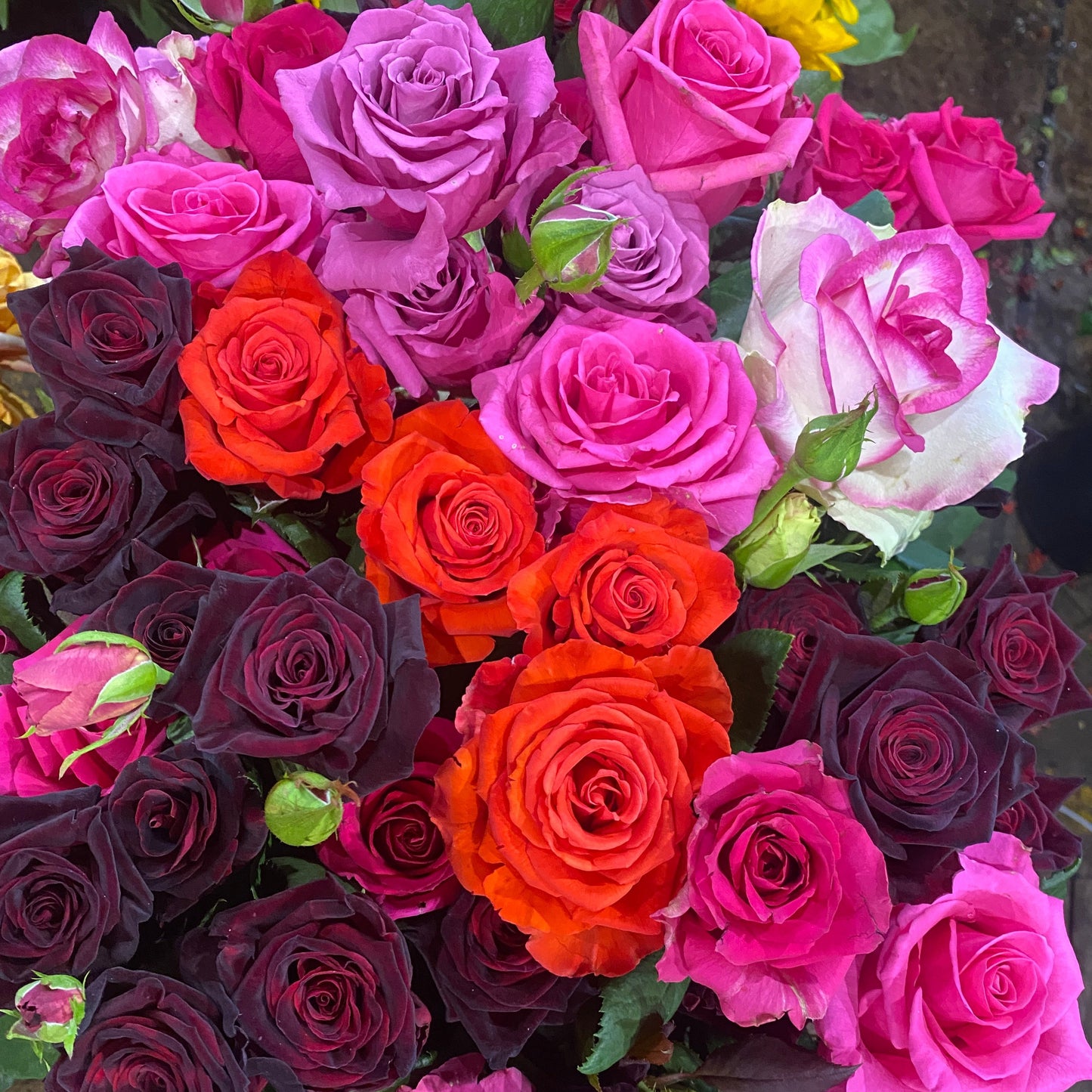 A luscious selection of mixed roses in romantic colours of red, pink and burgundy.