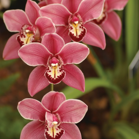 Pink Cymbidium orchids with deep burgundy and yellow centers, shown in a close-up garden-style shot with green foliage and a blurred background.