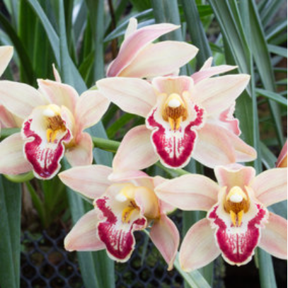 Cymbidium orchids with pale blush pink petals and deep burgundy centers, shown in a garden setting with green leaves and a black mesh potting medium visible below.