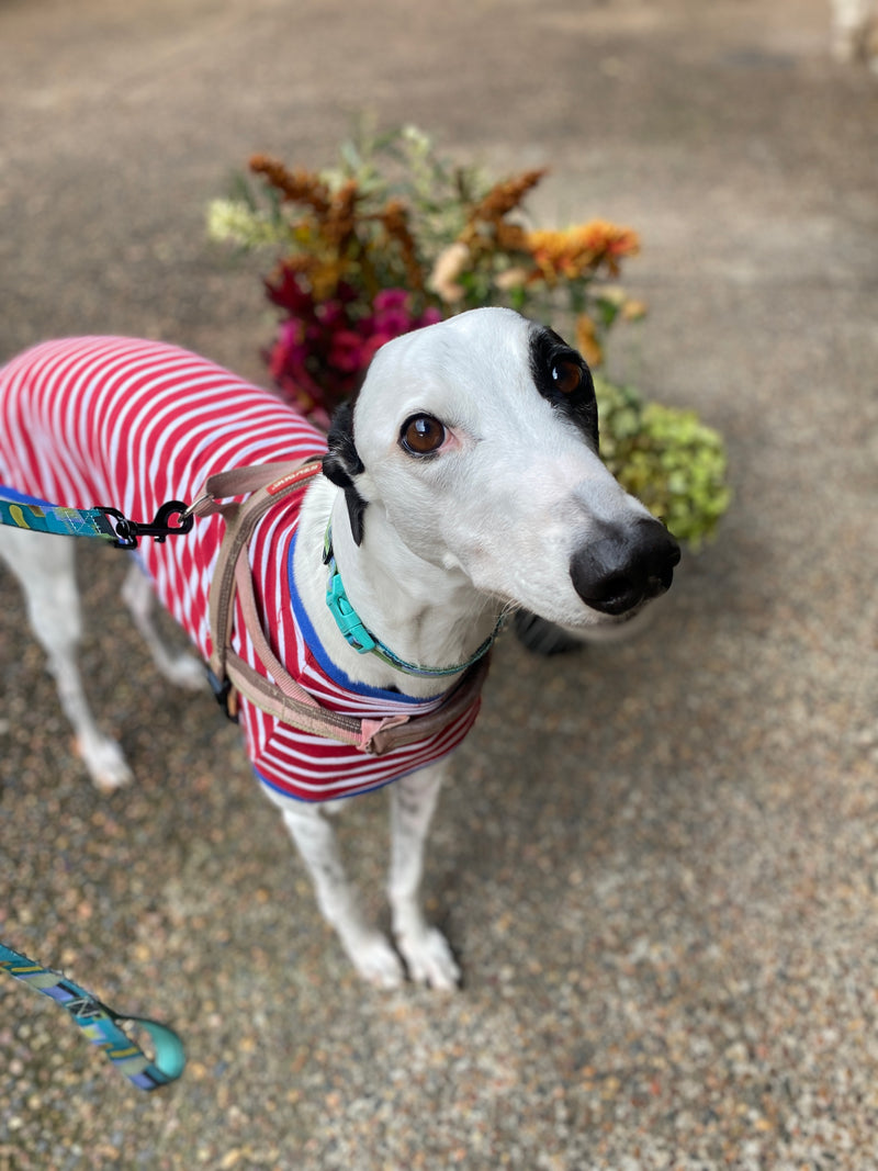 Betty White the delivery greyhound