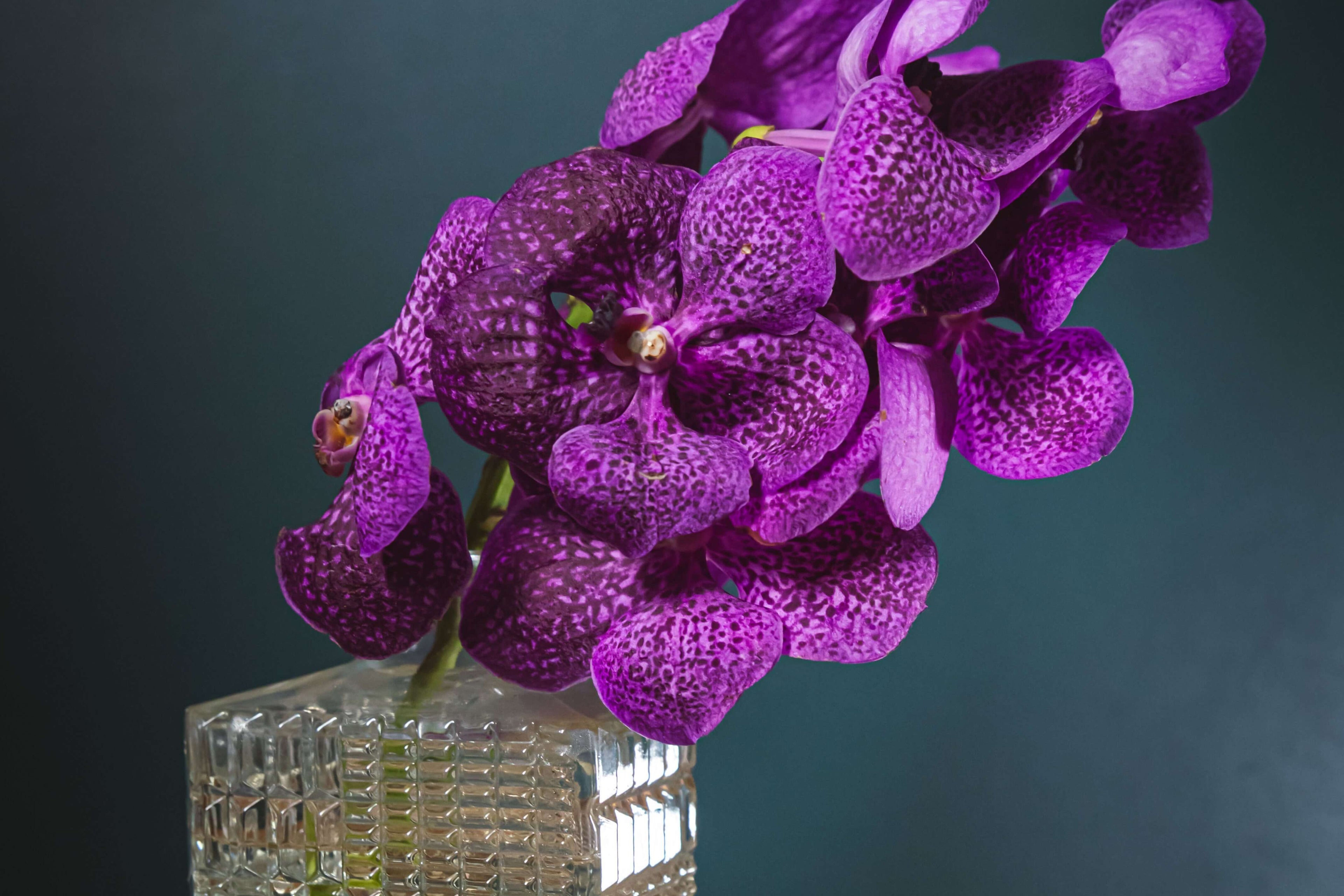 Minimal purple orchids arranged by Bold Botanicals
