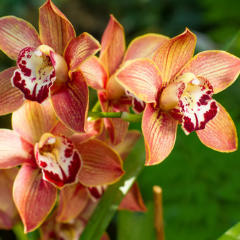 PLANT | Cymbidium Orchid XL - Seasonal Winter