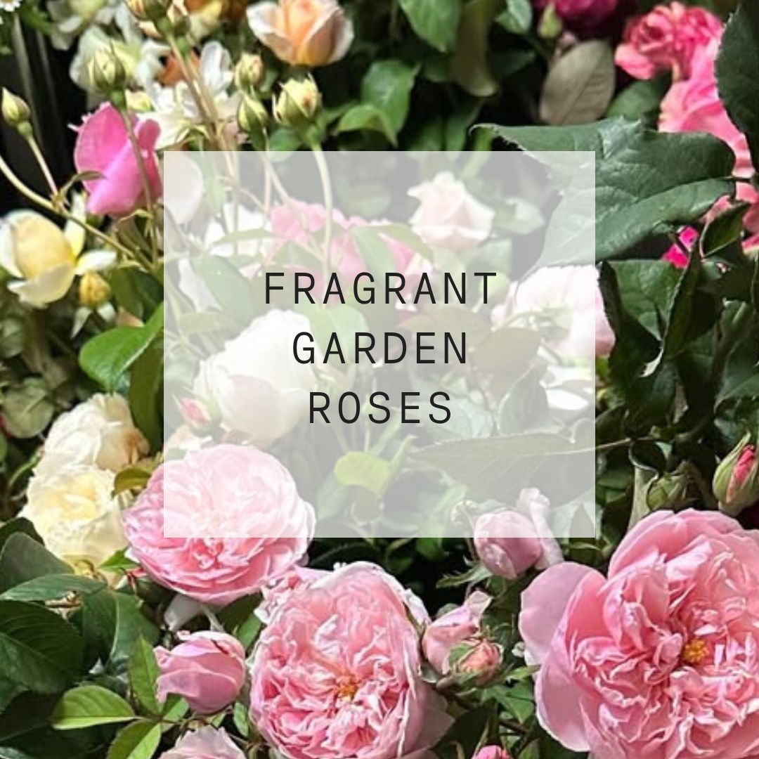 A group of pink , lemon and white garden roses with text about Valentines Day 2025