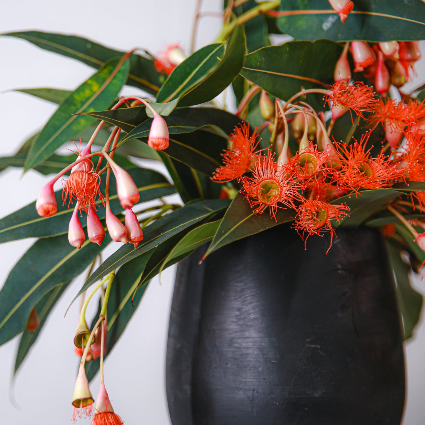 Black matt pot in heavy concrete with orange flowering gum displayed