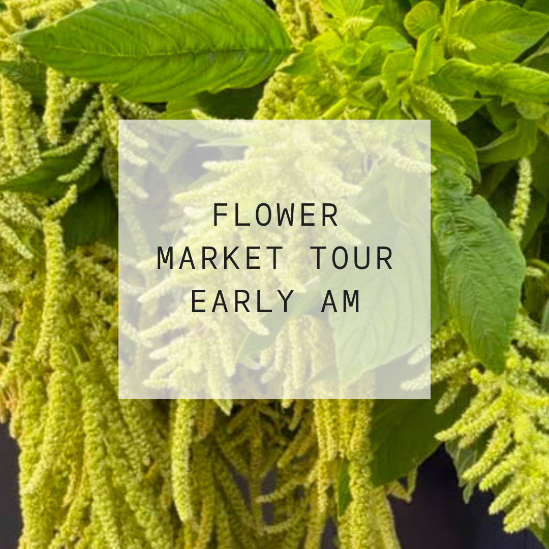 Green plant with text overlay 'FLOWER MARKET TOUR EARLY AM' on a white square.