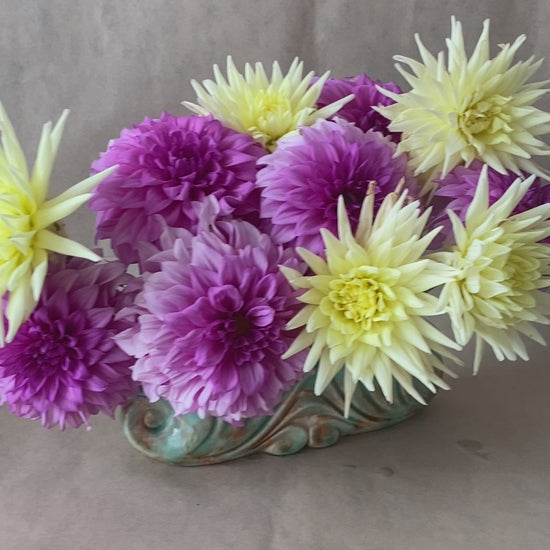 A video showing beautiful pink and yellow home grown Dahlias, arranged with a Bold Botanicals flower pin or Kenzan.